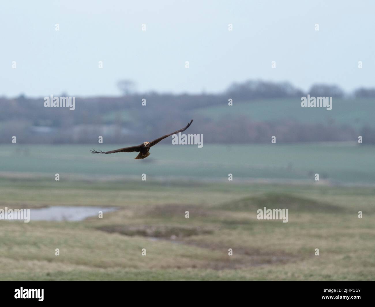 Marsh Harrier, (Circo aeruginosus) volando sobre tierras pantanosas, Reserva Natural de Elmley, Kent Reino Unido Foto de stock