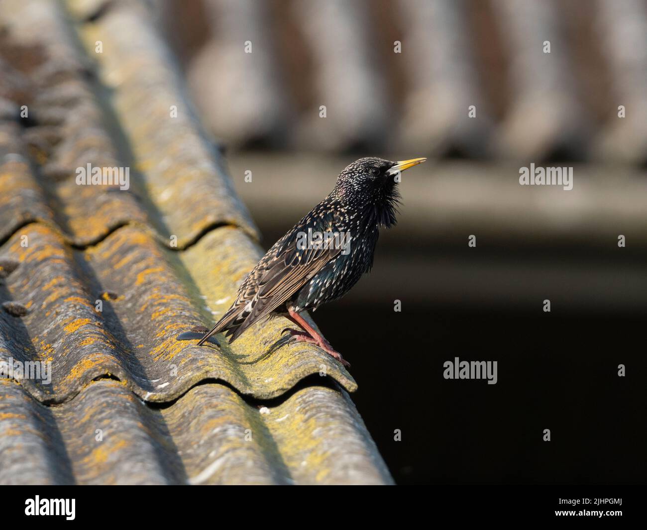 Starling (Sturnus vulgaris), Reserva Natural de Elmley, Kent, Reino Unido, plumaje de cría, en el techo del edificio de la granja, cantando Foto de stock