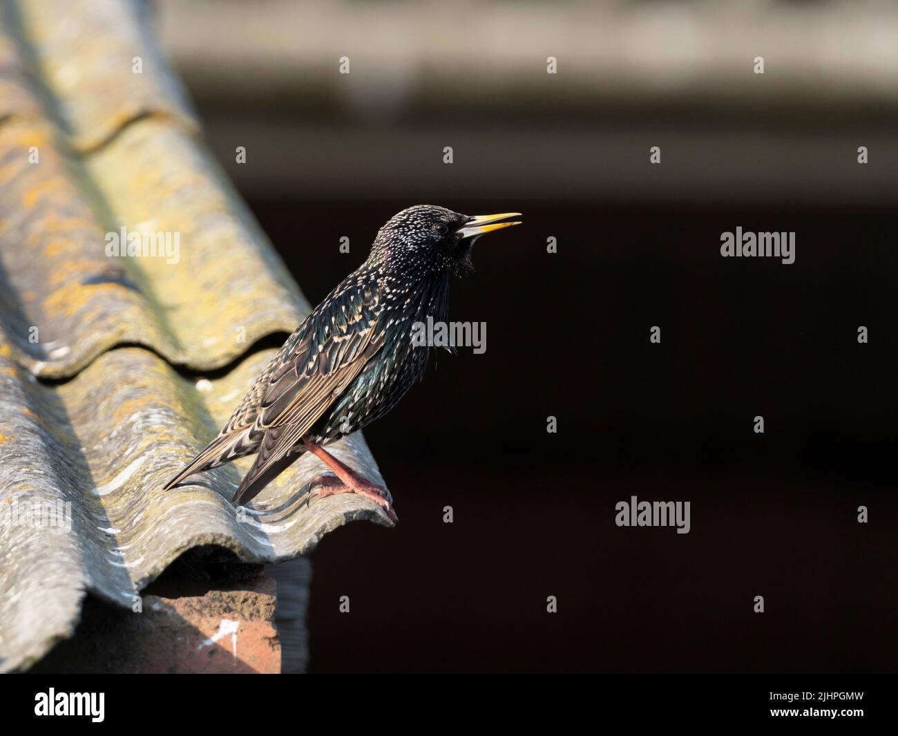 Starling (Sturnus vulgaris), Reserva Natural de Elmley, Kent, Reino Unido, plumaje de cría, en el techo del edificio de la granja, cantando Foto de stock