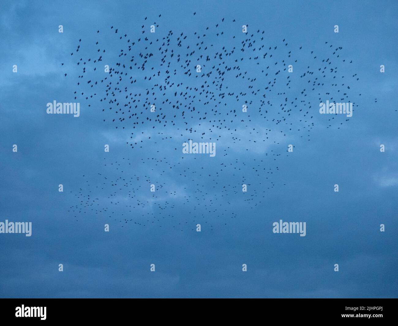 Murmuración común de Starling (Sturnus vulgaris), rebaño que se reúne sobre el puerto antes de aterrizar en el roost de invierno, Ramsgate KENT Reino Unido Foto de stock