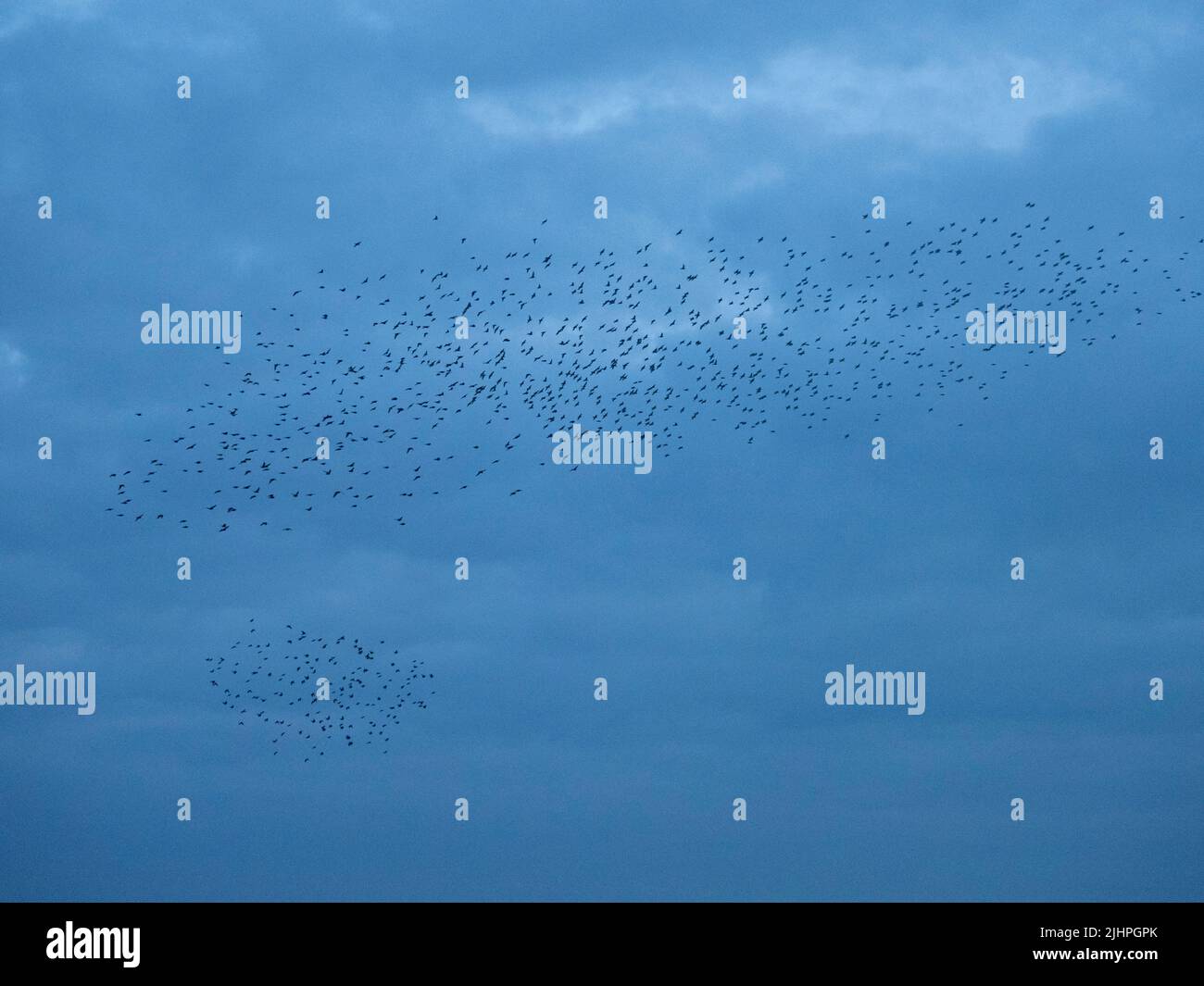 Murmuración común de Starling (Sturnus vulgaris), rebaño que se reúne sobre el puerto antes de aterrizar en el roost de invierno, Ramsgate KENT Reino Unido Foto de stock