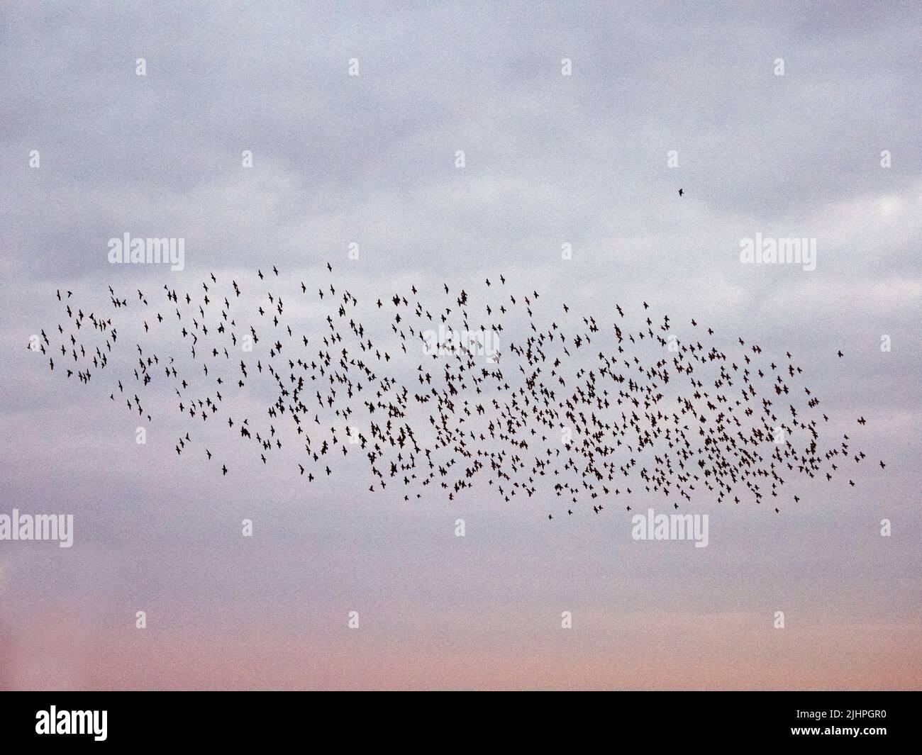 Murmuración común de Starling (Sturnus vulgaris), rebaño que se reúne sobre el puerto antes de aterrizar en el roost de invierno, Ramsgate KENT Reino Unido, puesta de sol Foto de stock