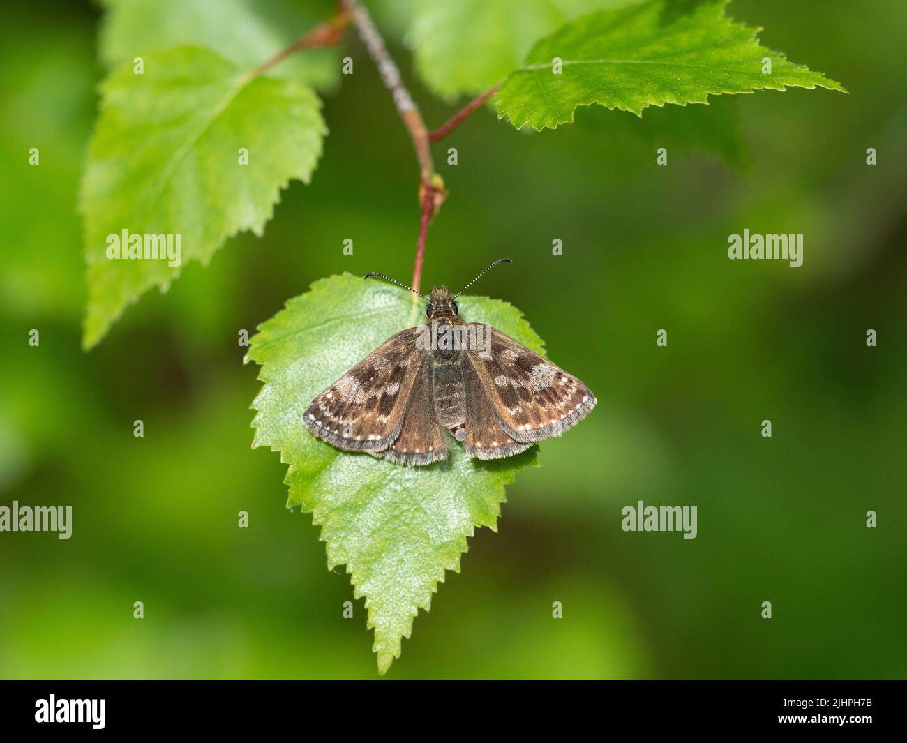 Dingy Skipper Butterfly, (Erynnis Tages), Bonsai Woodlands, Kent Reino Unido, estatus de alta prioridad Foto de stock