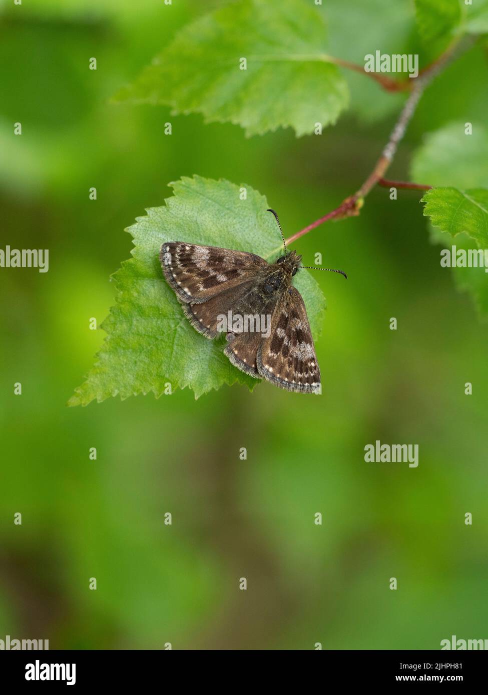 Dingy Skipper Butterfly, (Erynnis Tages), Bonsai Woodlands, Kent Reino Unido, estatus de alta prioridad Foto de stock