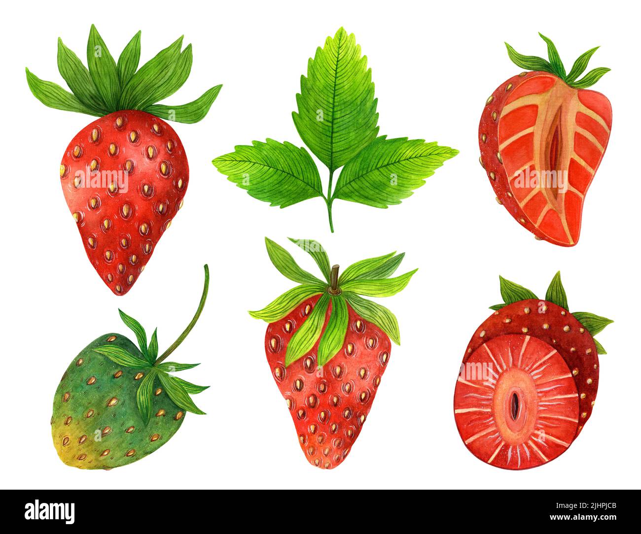Acuarela de fresas frescas y jugosas. Baya roja entera, cortada por la mitad, fruta verde inmadura, hojas. Ilustración de comida dibujada a mano aislada en blanco. Foto de stock
