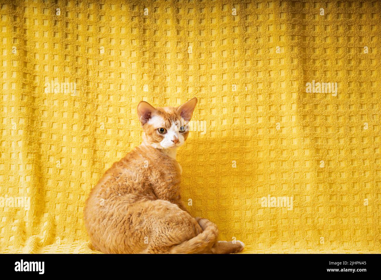 Gracioso Cansado Red Ginger Devon Rex Gato descansando en Plaid. Gato de pelo corto de raza inglesa sobre fondo amarillo plano. Mascota Shorthair Foto de stock