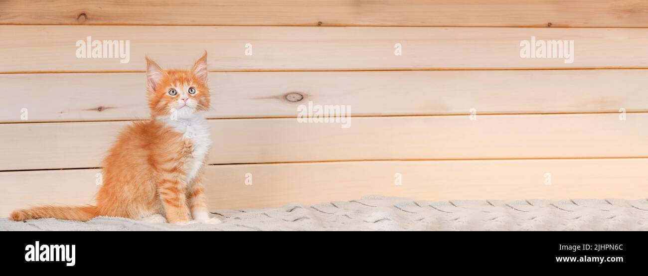 Gato Copiar Espacio Fondo de madera. Young Red Maine Coon Kitten Cat sentado en el sofá. Coon Cat, Maine Cat, Maine Shag. Increíbles Mascotas Mascotas. Vertical activado Foto de stock