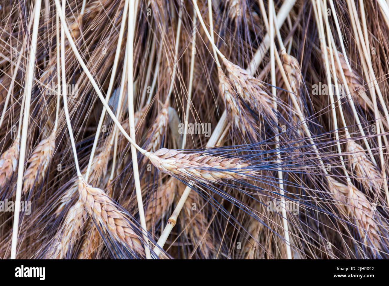 Primer plano de trigo maduro en el campo. Concepto de escasez mundial de trigo. Foto de stock