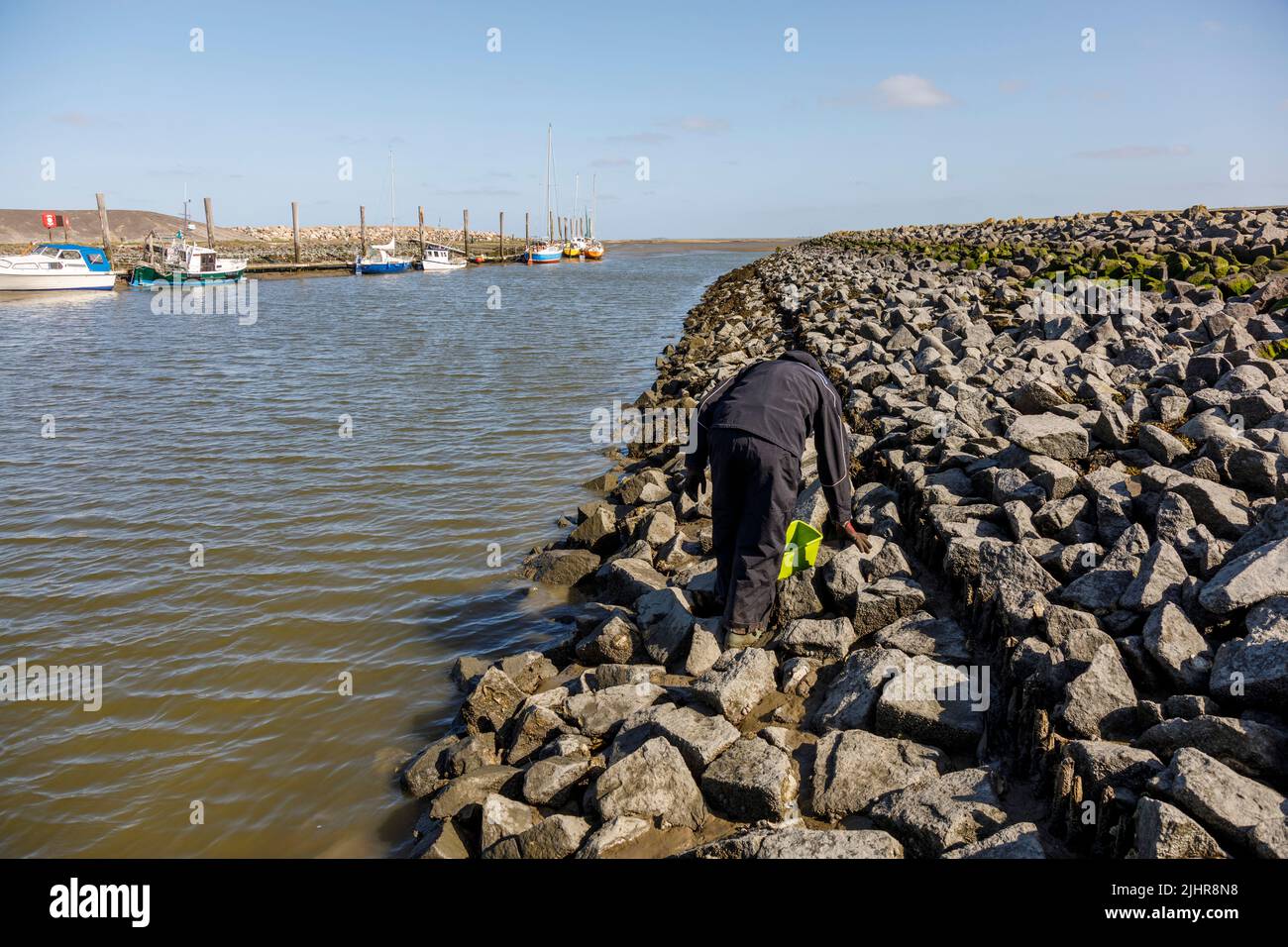 Sammeln von wilden Austtern an der Nordseeküste in Nordfriesland Foto de stock