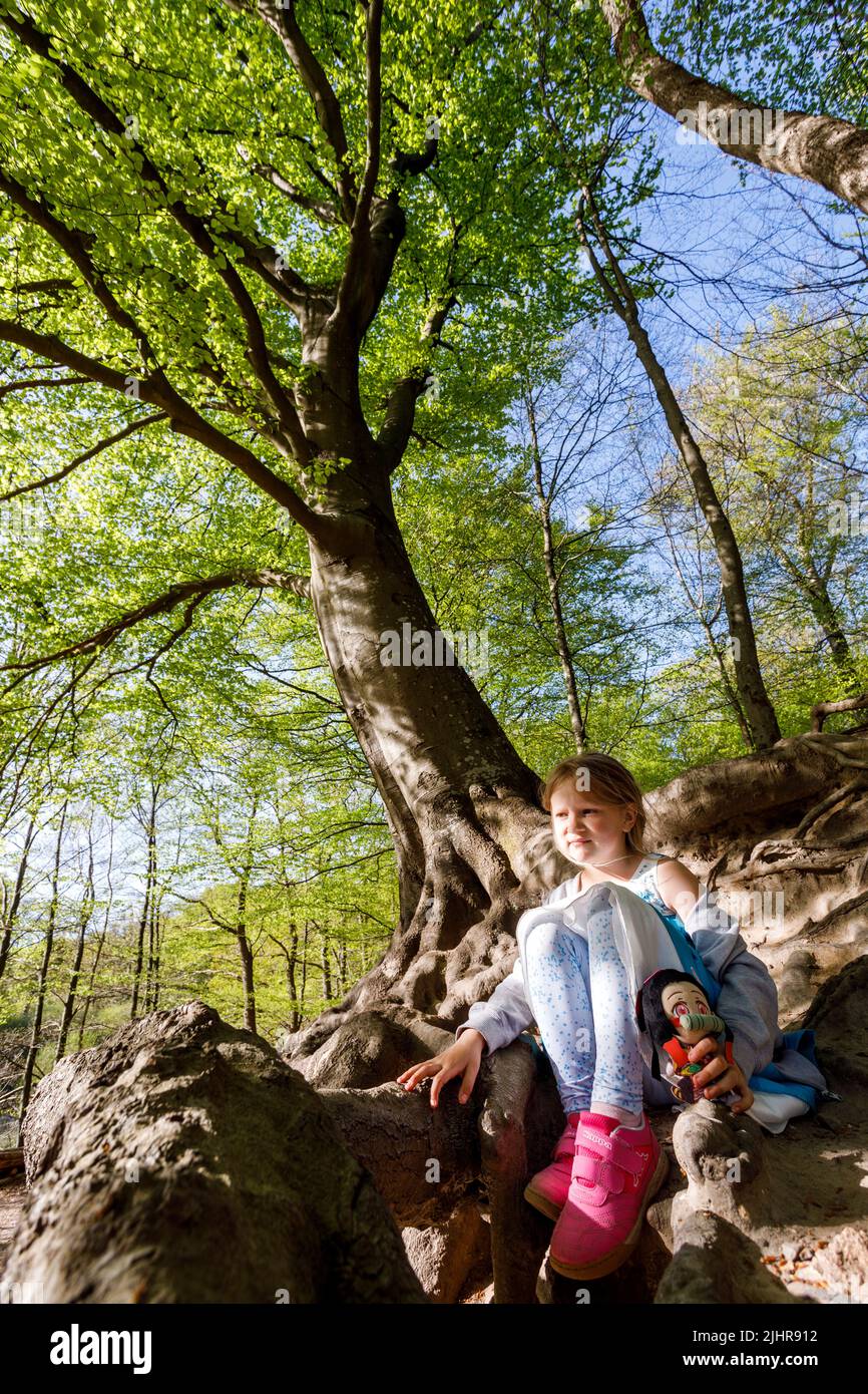 Kleines Mädchen auf dem durch Wind und Wetter freigelegtem Wurzelwerk einer über 200 Jahre alten Rotbuche, Gieselautal in Süderdithmarschen am Steinze Foto de stock