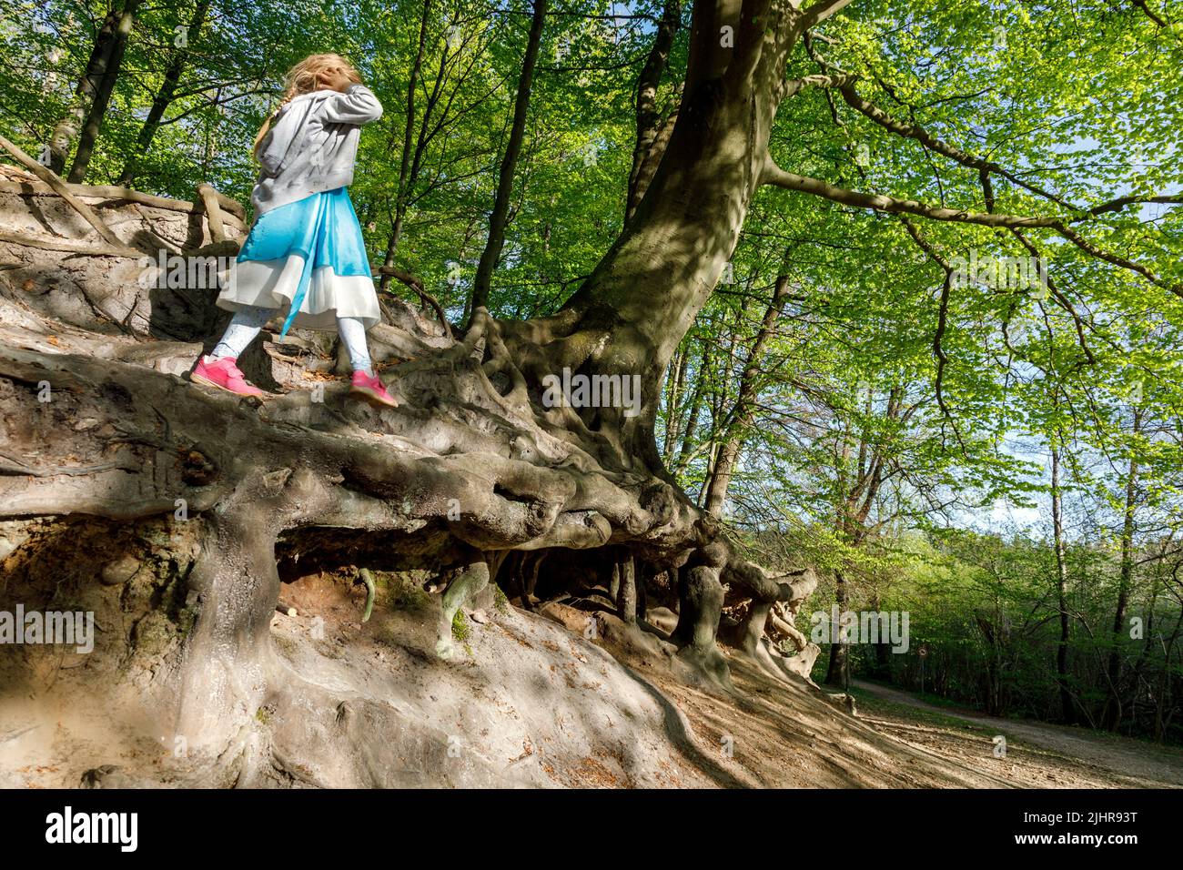 Kleines Mädchen spielt auf dem durch Wind und Wetter freigelegtem Wurzelwerk einer über 200 Jahre alten Rotbuche, Gieselautal in Süderdithmarschen am Foto de stock