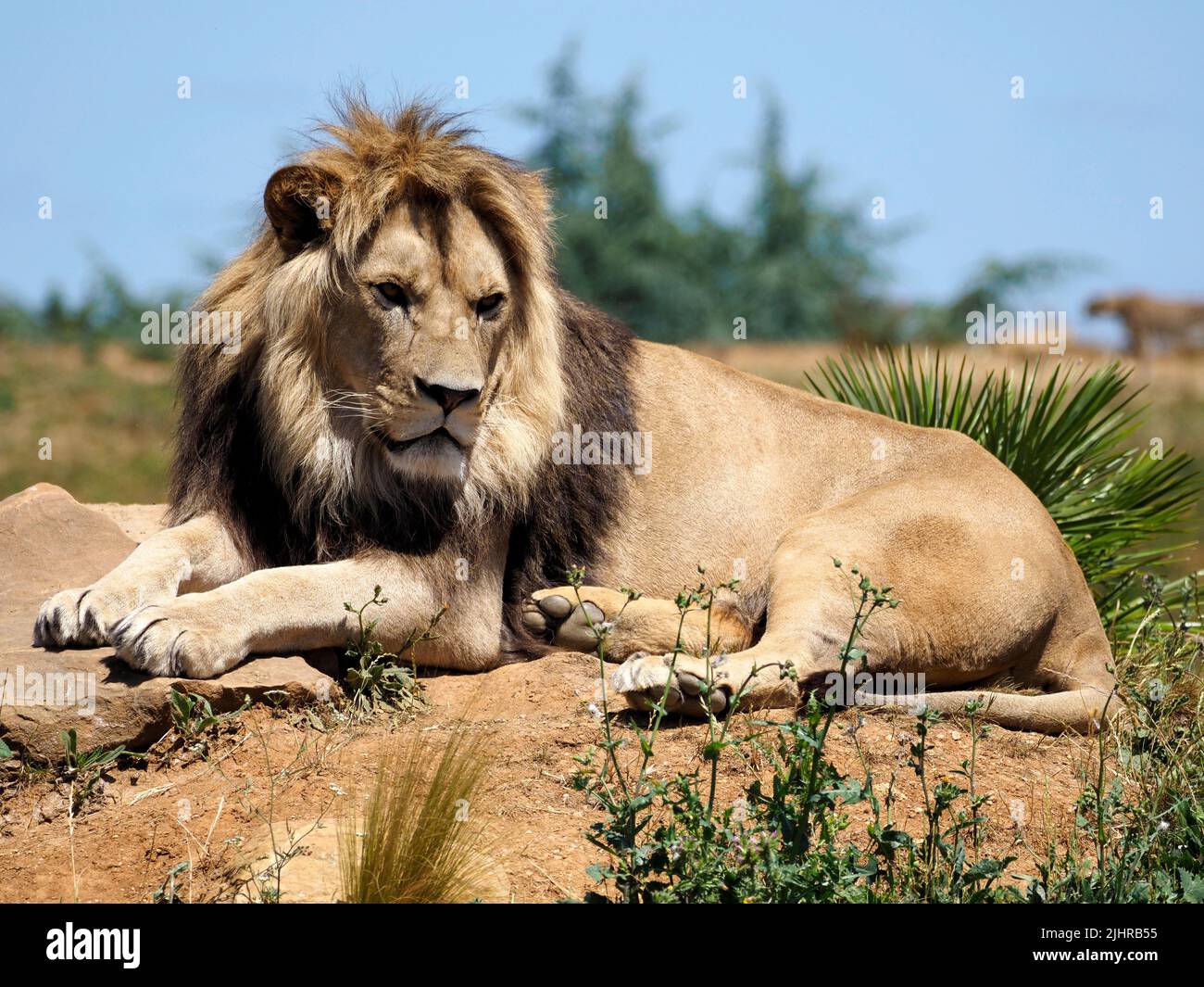 León (Panthera leo) tumbado en el suelo entre la vegetación Foto de stock