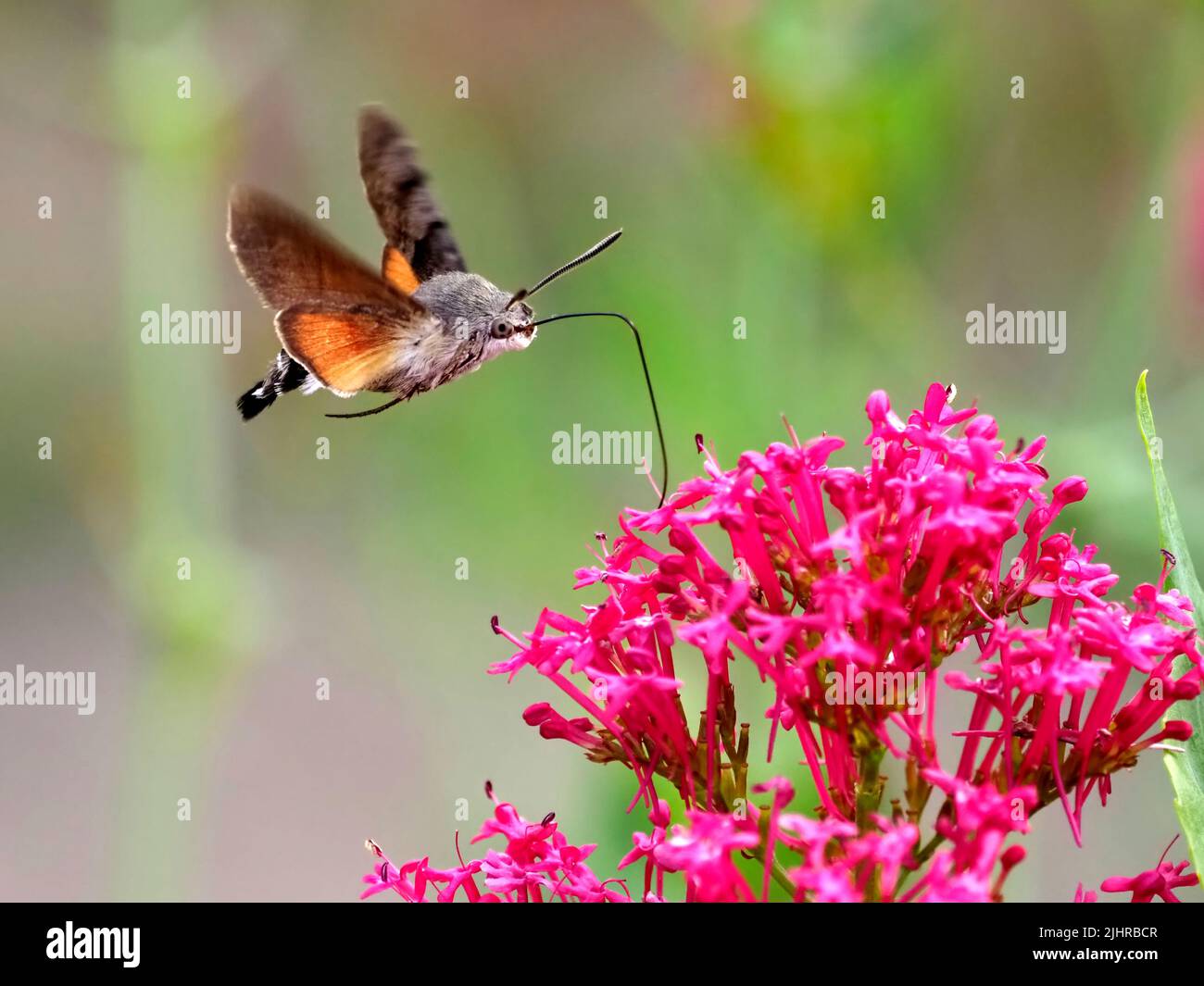 Primer plano de la mariposa del colibrí (Macroglossum stellatarum) Alimentación de flores de Valeriana roja (Centranthus ruber) en vuelo. Foto de stock