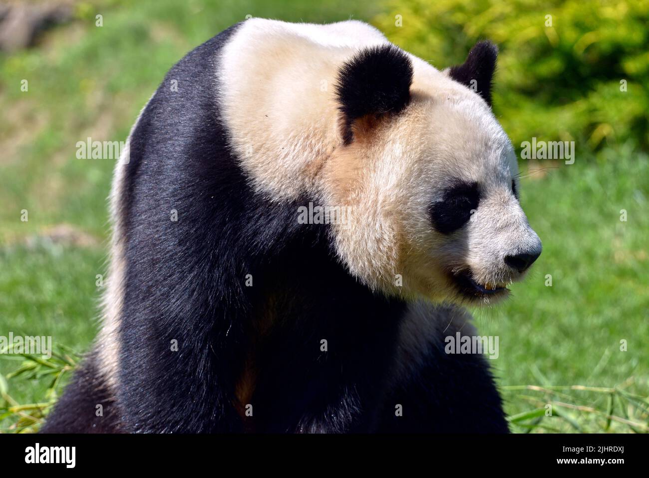 Primer plano panda gigante (Ailuropoda melanoleuca) visto desde el perfil Foto de stock