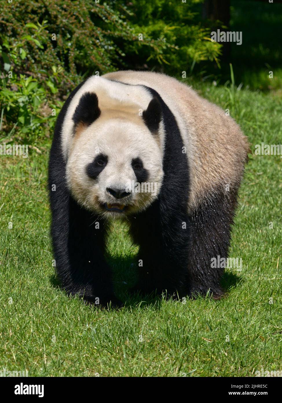 Panda gigante (Ailuropoda melanoleuca) de pie sobre la hierba y visto de frente Foto de stock
