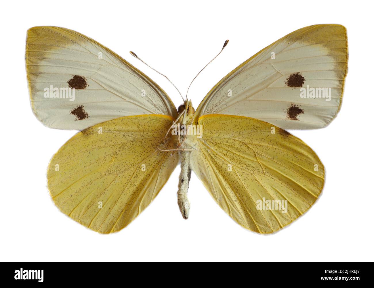 Mariposa blanca grande femenina, también llamada Mariposa de la col o Blanca de la col (Pieris brassicae), alas abiertas y vistas desde abajo aisladas en la espalda blanca Foto de stock