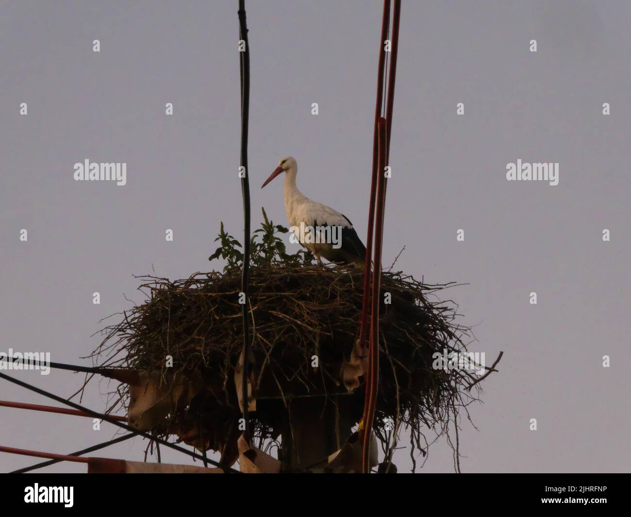 Cigüeña blanca en nido sobre pilón de electricidad Foto de stock