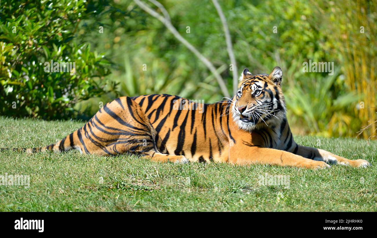 Primer plano de tigre (Panthera tigris) tumbado sobre hierba Foto de stock
