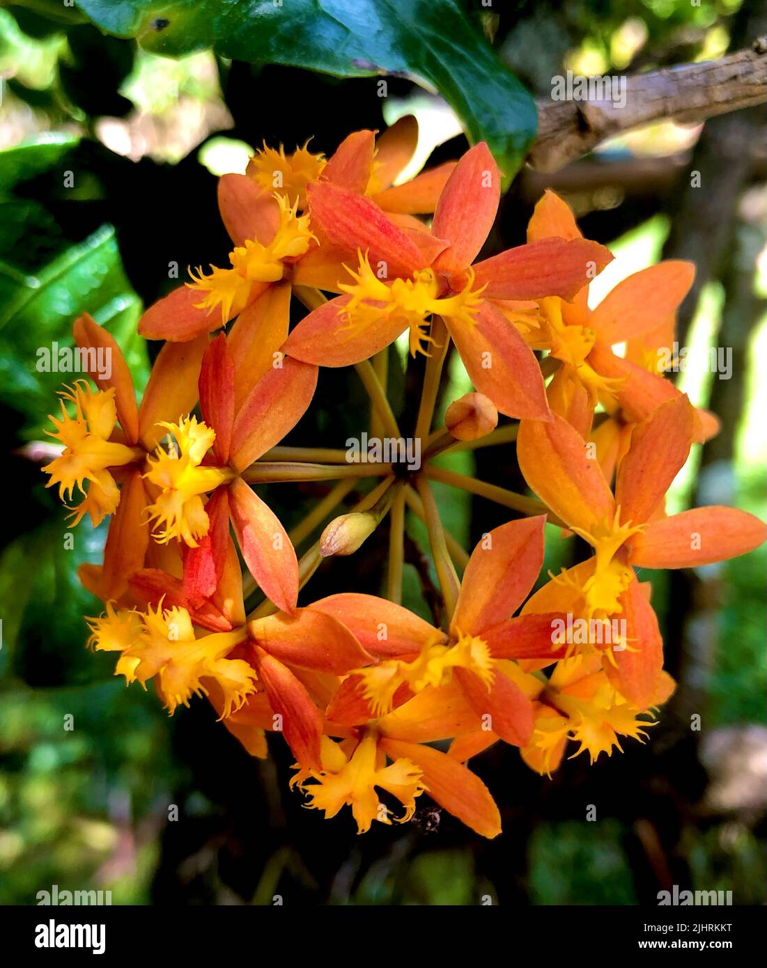 Orquidea estrella de fuego fotografías e imágenes de alta resolución - Alamy