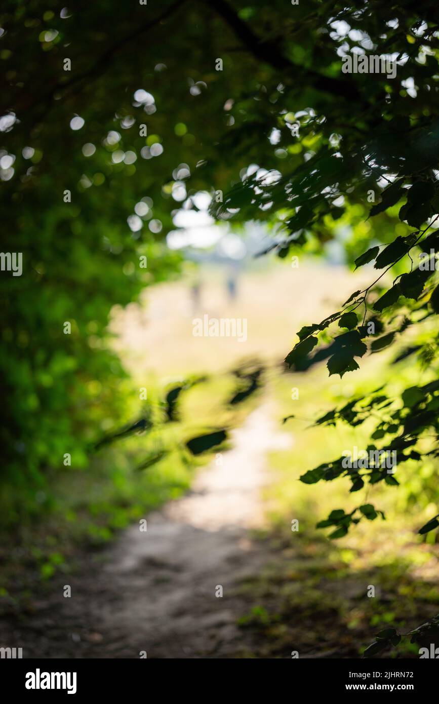 Un sendero con sotobosque circundante y sale en un día de verano en West Sussex, Inglaterra, Reino Unido con caminantes en la distancia Foto de stock