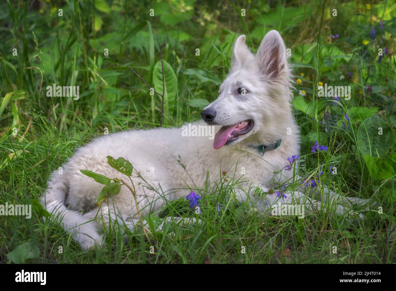 Cachorro de 3 meses de largo pelo blanco perro pastor belga acostado en la hierba mirando lado con la lengua hacia fuera. Foto de stock