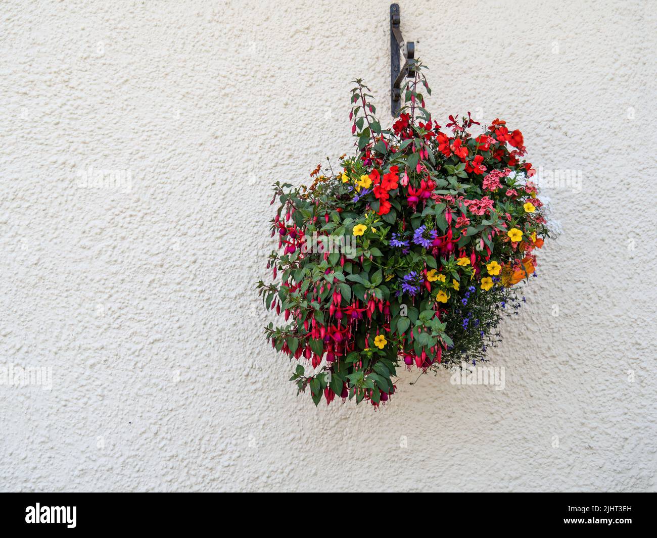 Cesta colgante de flores de colores variados sobre paredes blancas. Foto de stock
