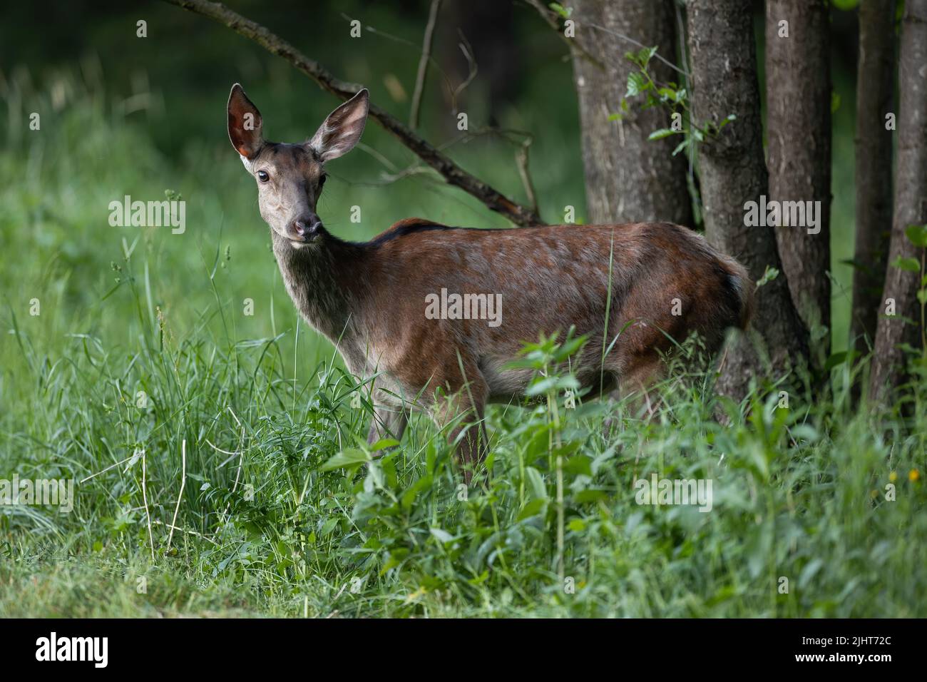 Ciervo rojo mujer buscando en el bosque en la noche de verano Foto de stock