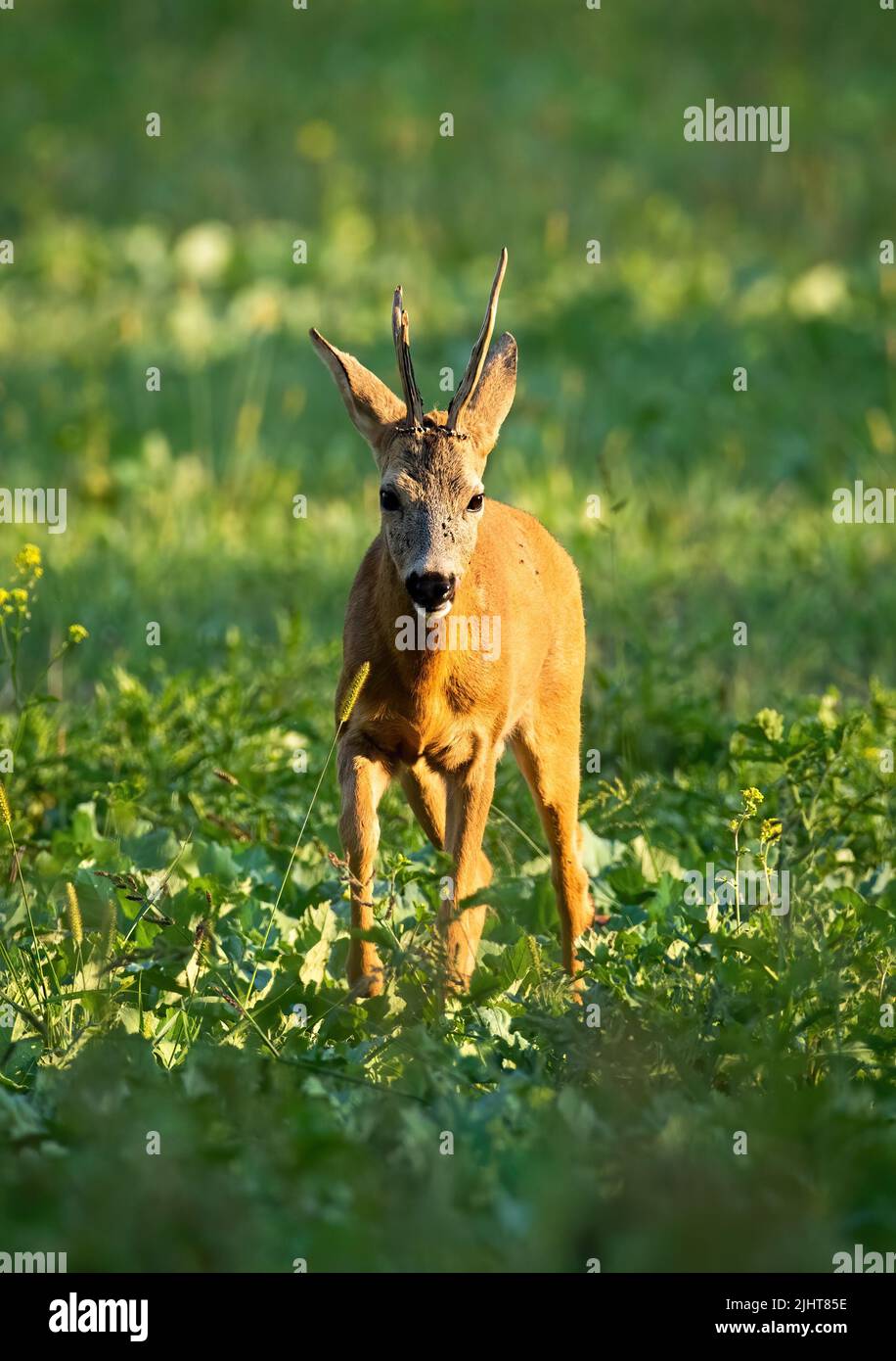 Ciervo ROE acercándose a la hierba bajo la luz del sol del verano Foto de stock