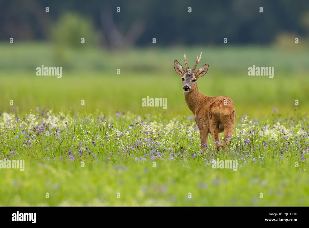 Ciervo roe mirando a la cámara en prado en verano Foto de stock