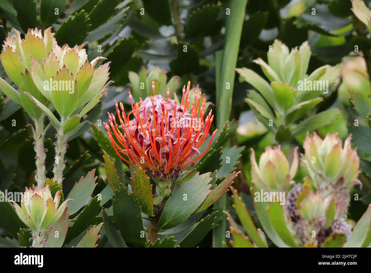 Proteas en los Jardines Botánicos Kirstenbosch en Ciudad del Cabo Sudáfrica. Foto de stock