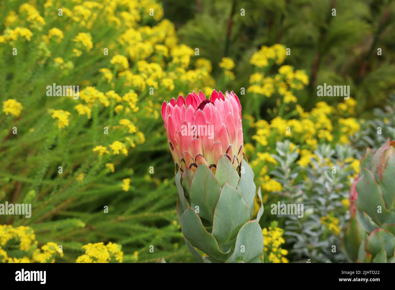 Proteas en los Jardines Botánicos Kirstenbosch en Ciudad del Cabo Sudáfrica. Foto de stock