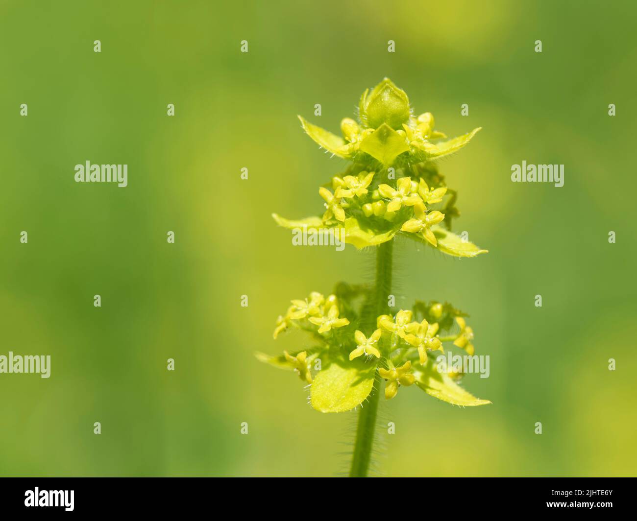 Crosswort (Cruciata laevipes = Galium cruciata) Florece en una ladera de pastizales de tiza, Reserva Natural de Murhill Bank, Wiltshire, Reino Unido, junio. Foto de stock