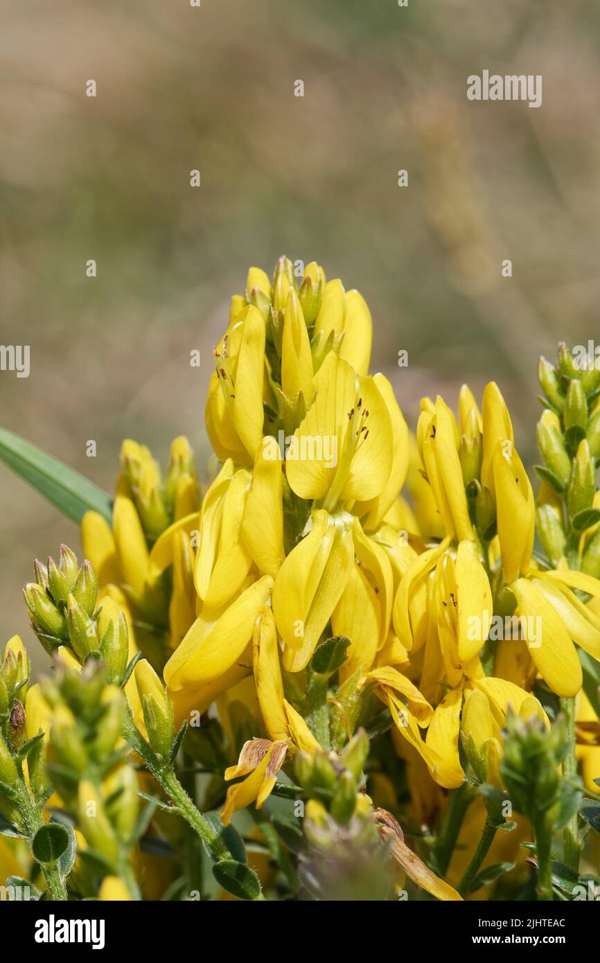 Greenwood de Dyer (Genista tinctoria littoralis), la rara subespecie costera de bajo crecimiento de esta planta de pradera, floreciendo en una grupa sobre la cima del acantilado gr Foto de stock