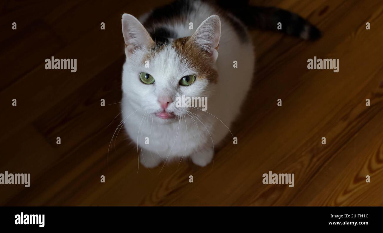 lindo gato tricolor chubby sentado en el suelo con la lengüeta colgando de cerca Foto de stock