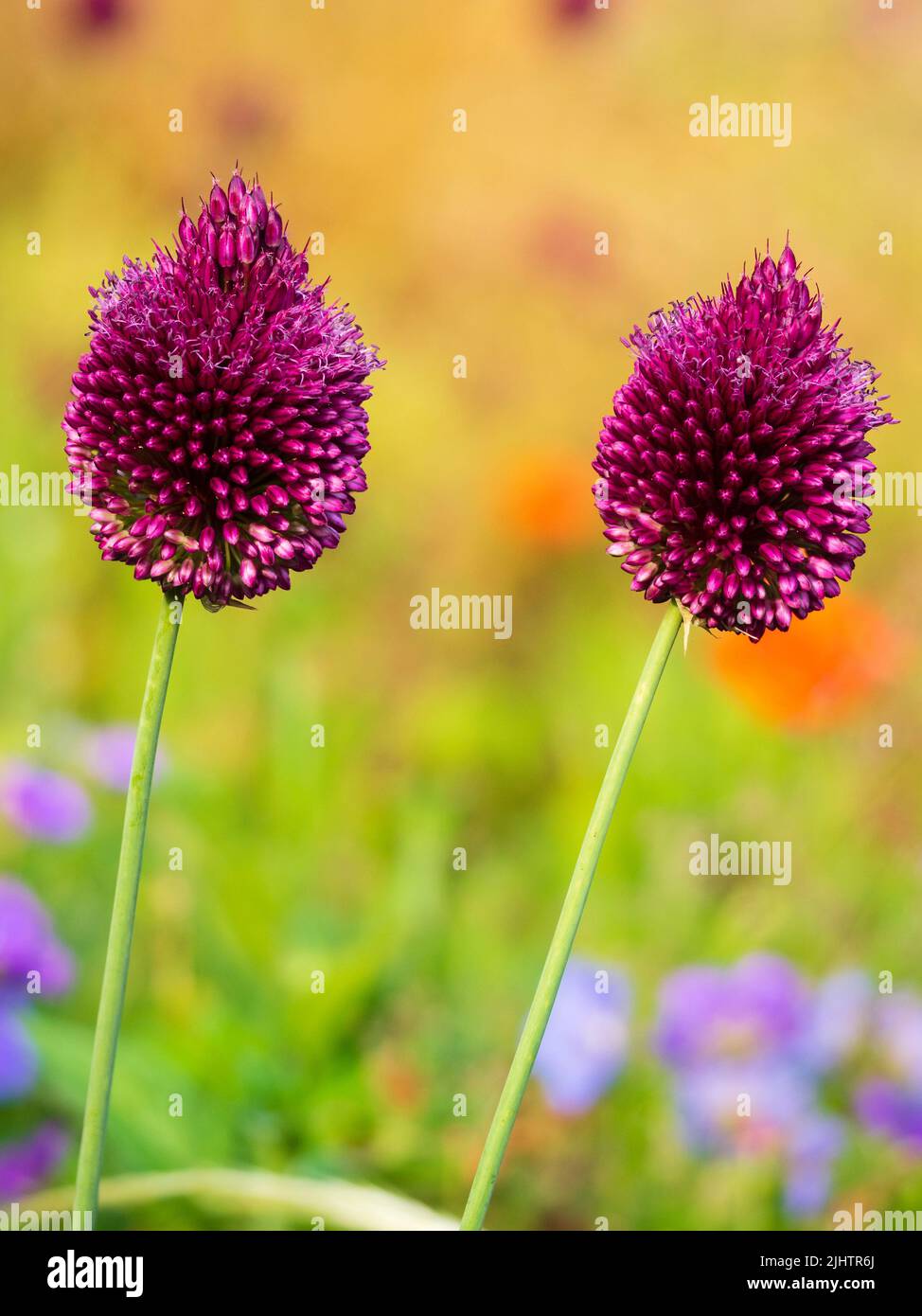 Cabezas de flores llenas de flores rojas de la cebolla ornamental palitos de verano, Allium sphaerocephalon Foto de stock
