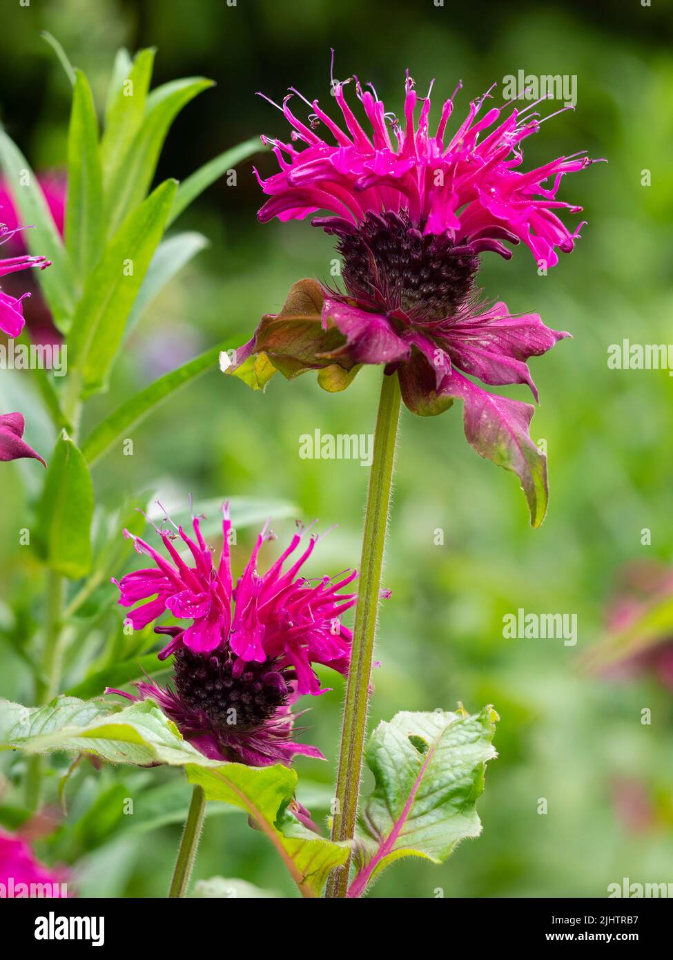 Flores rosadas rojas en las cabezas del bálsamo perenne de la abeja del verano que florece, Monarda 'corona de Loddon' Foto de stock