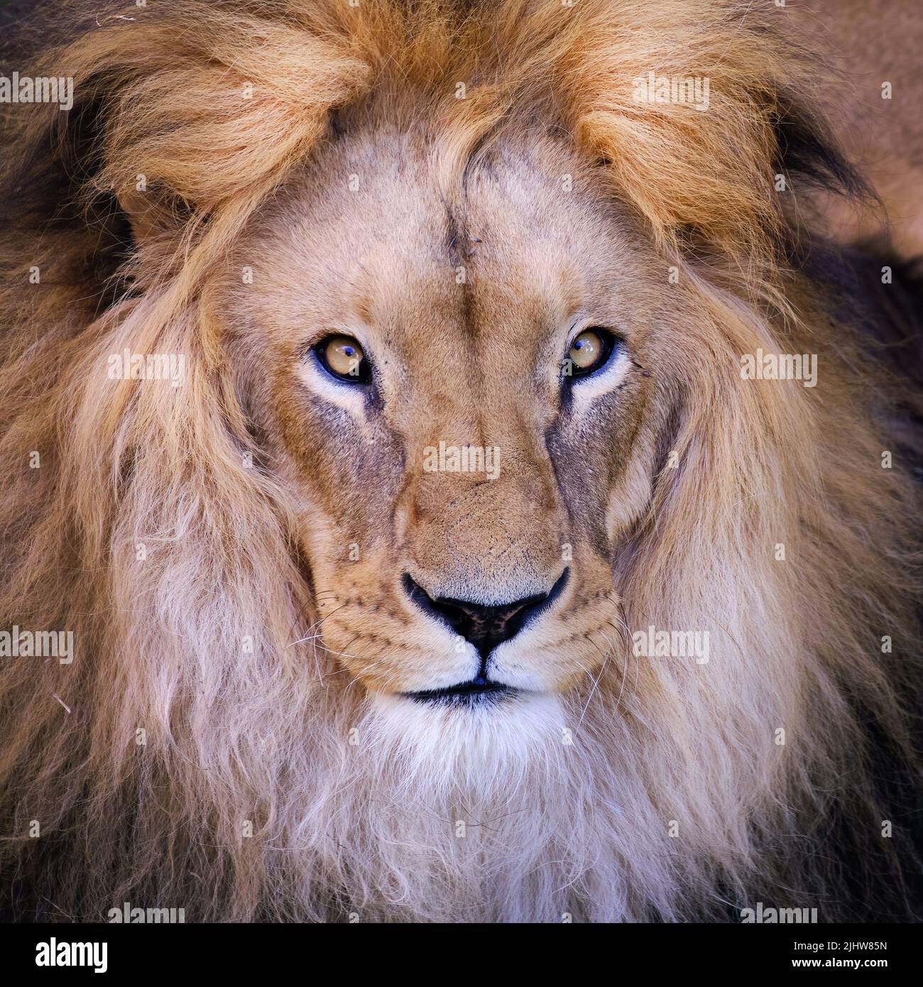 León AFRICANO (Panthera leo) Hermoso retrato del rey de la selva, un poderoso león africano. Foto de stock