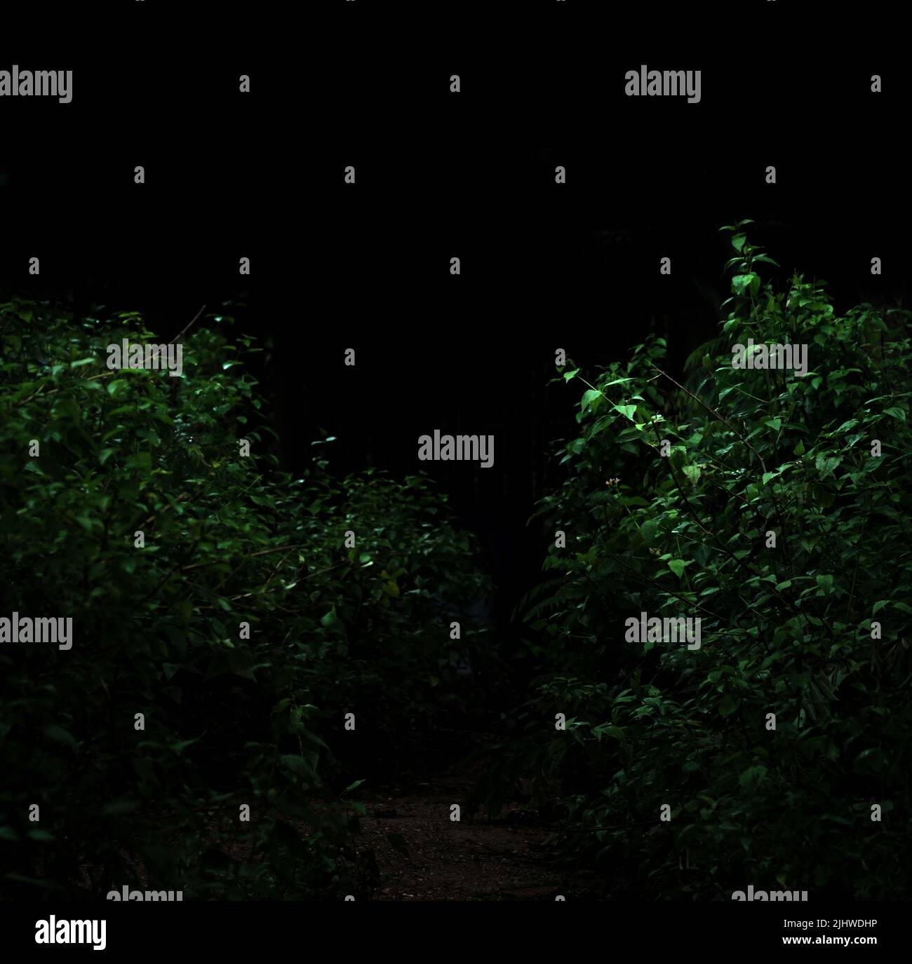 El follaje del bosque tropical planta arbustos en la noche oscura Foto de stock