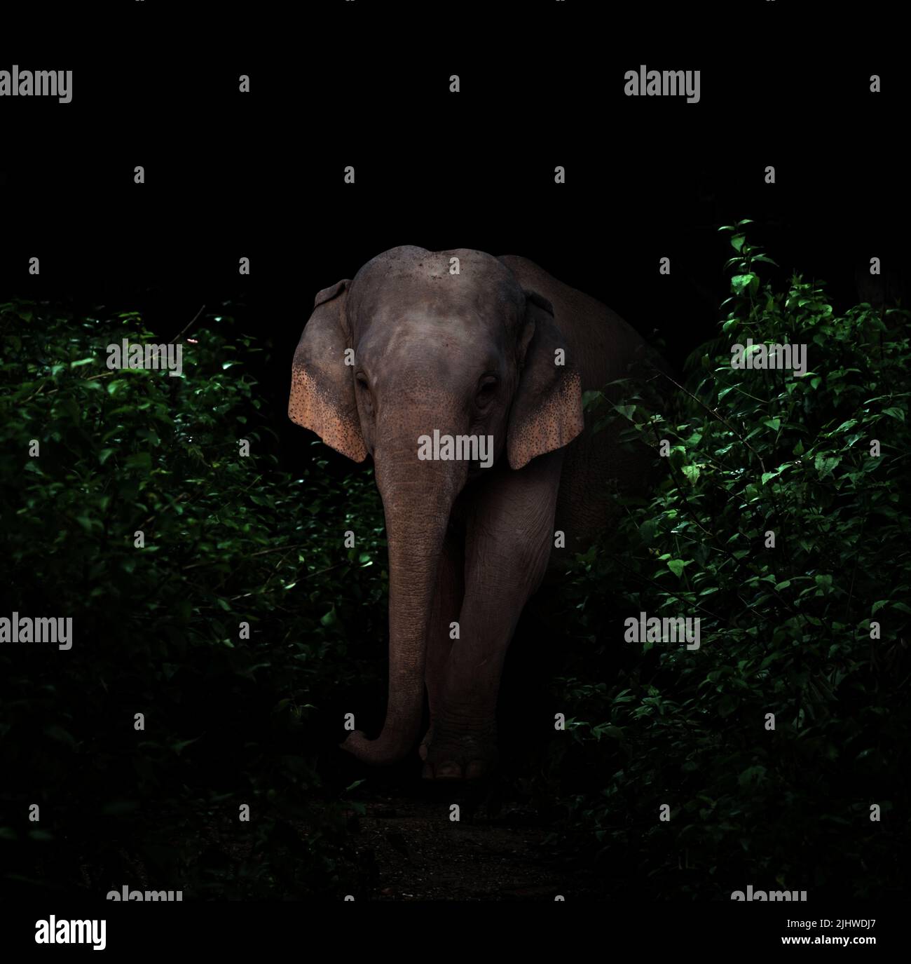 asia elefante caminando en el oscuro bosque tropical Foto de stock