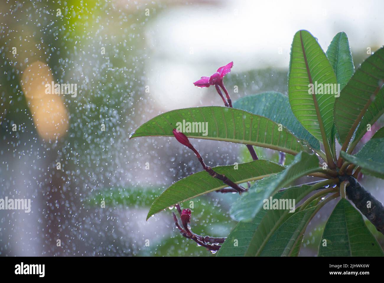 Frangipani (Plumeria rubra) con gotas de lluvia. Flores utilizadas en trajes hawaianos en las islas del Pacífico. Ya sea en collares, coronas, pulseras o en DE Foto de stock