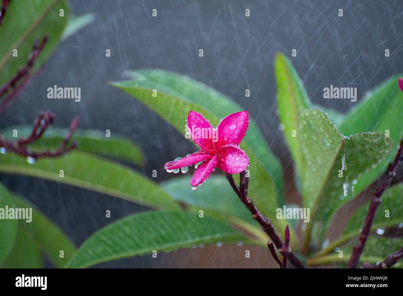 Frangipani (Plumeria rubra) con gotas de lluvia. Flores utilizadas en trajes hawaianos en las islas del Pacífico. Ya sea en collares, coronas, pulseras o en DE Foto de stock