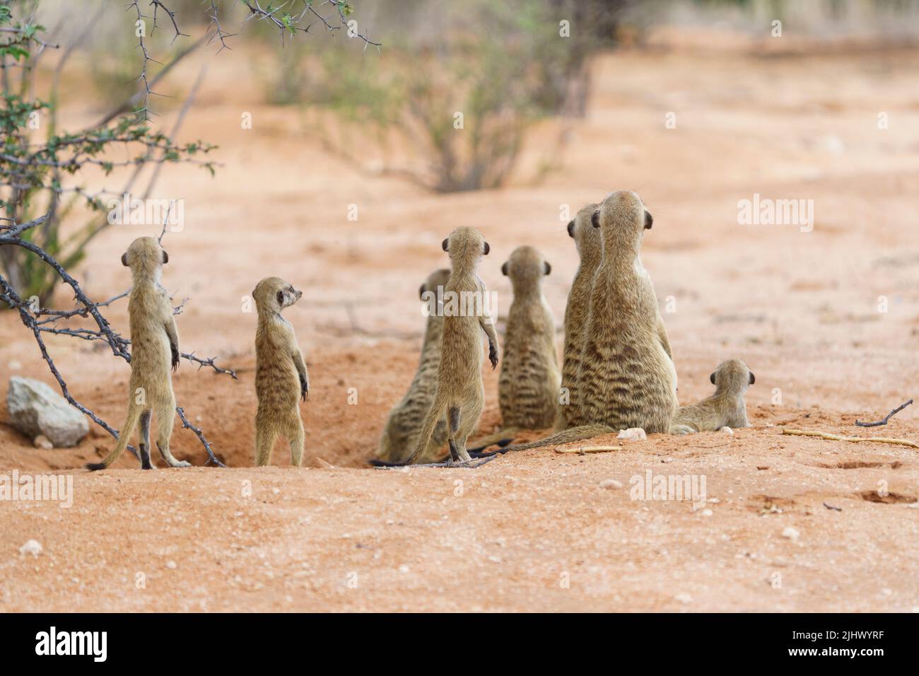 La familia Meerkat está mirando hacia el cielo. Kalahari, Parque Nacional Transfronterizo, Sudáfrica Foto de stock