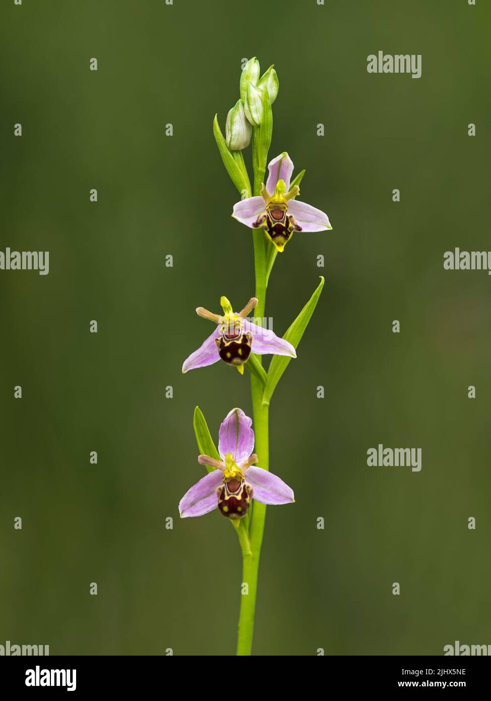 Espiga de la flor de una orquídea de abeja (Ophrys apifera), Cambridgeshire, Inglaterra Foto de stock