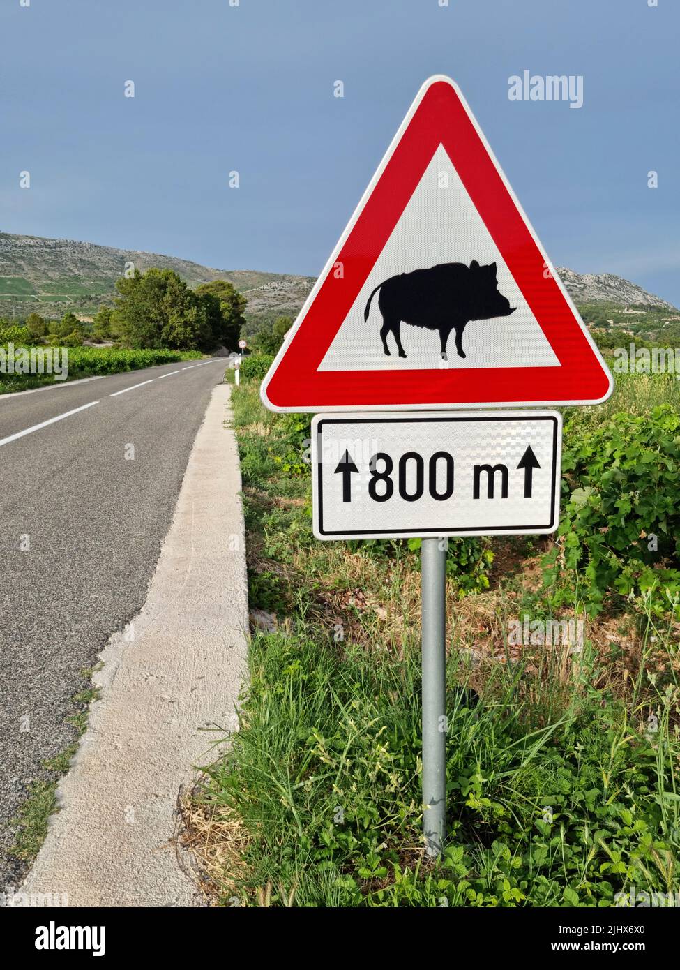 Jabalíes cruzando la señal de advertencia de carretera situada a lo largo de una carretera en Croacia (Isla de Korčula, Dalmacia, Croacia). Foto de stock