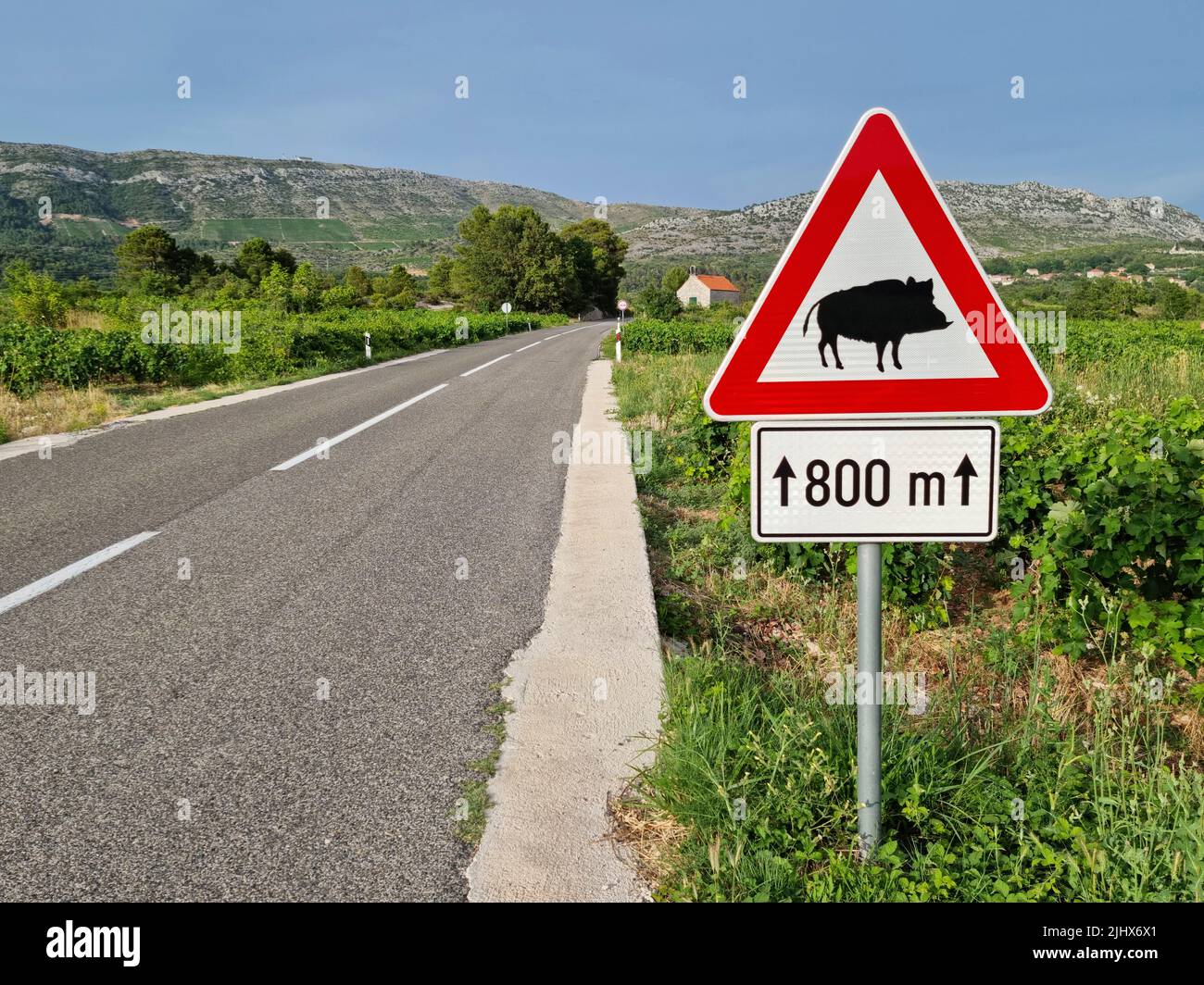 Jabalíes cruzando la señal de advertencia de carretera situada a lo largo de una carretera en Croacia (Isla de Korčula, Dalmacia, Croacia). Foto de stock