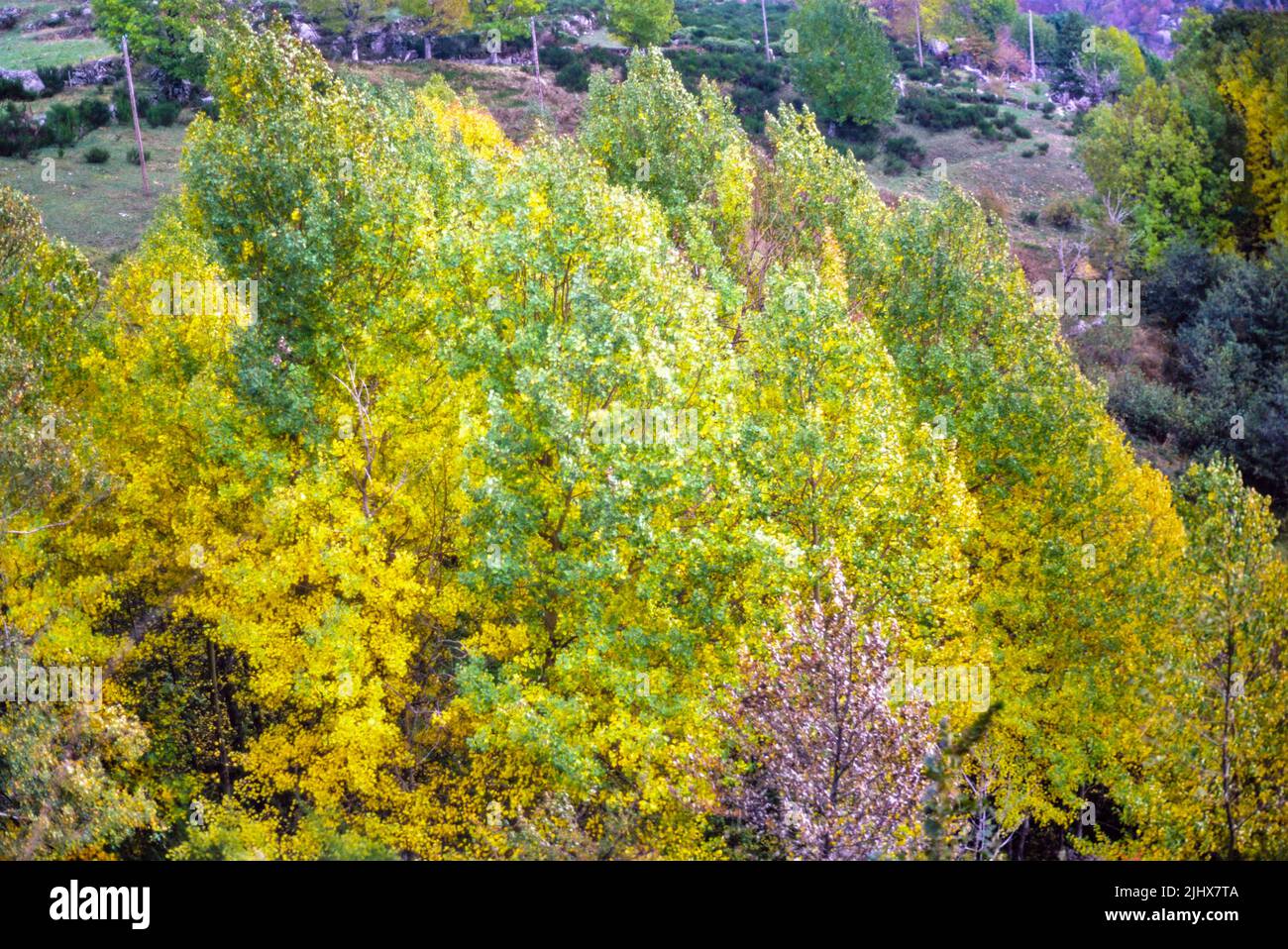 Árboles caducos de muchos colores otoño paisaje, Mont Lozere, Parque Nacional de Cevennes, Francia Foto de stock