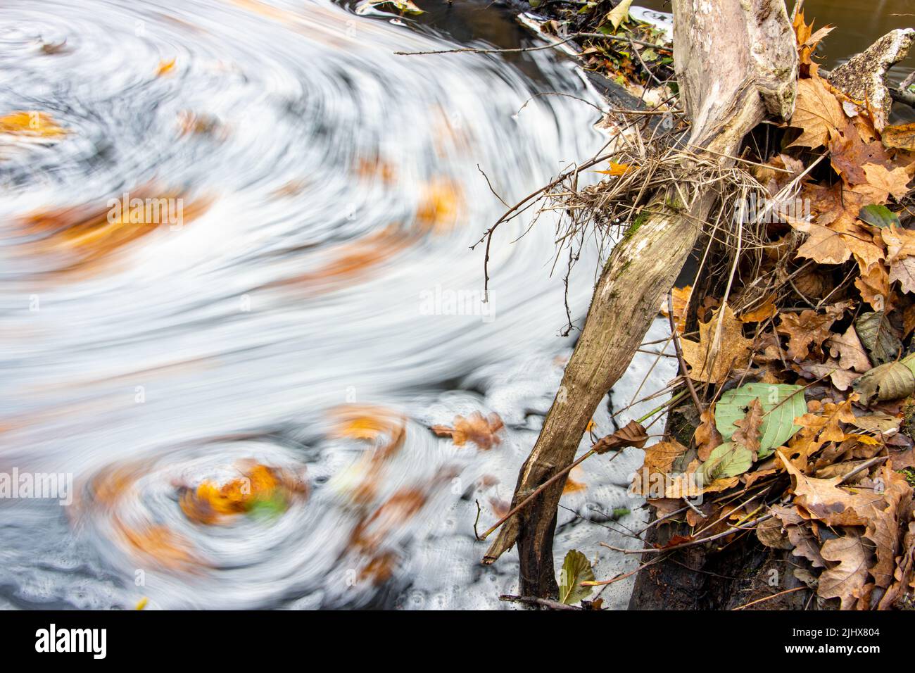 Las hojas caídas en un tocón de árbol, en el fondo de la espuma