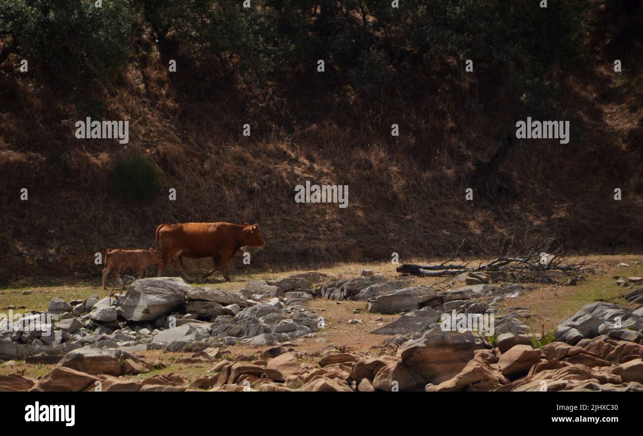 Becerro caminando por el camino del río con su madre vaca Foto de stock