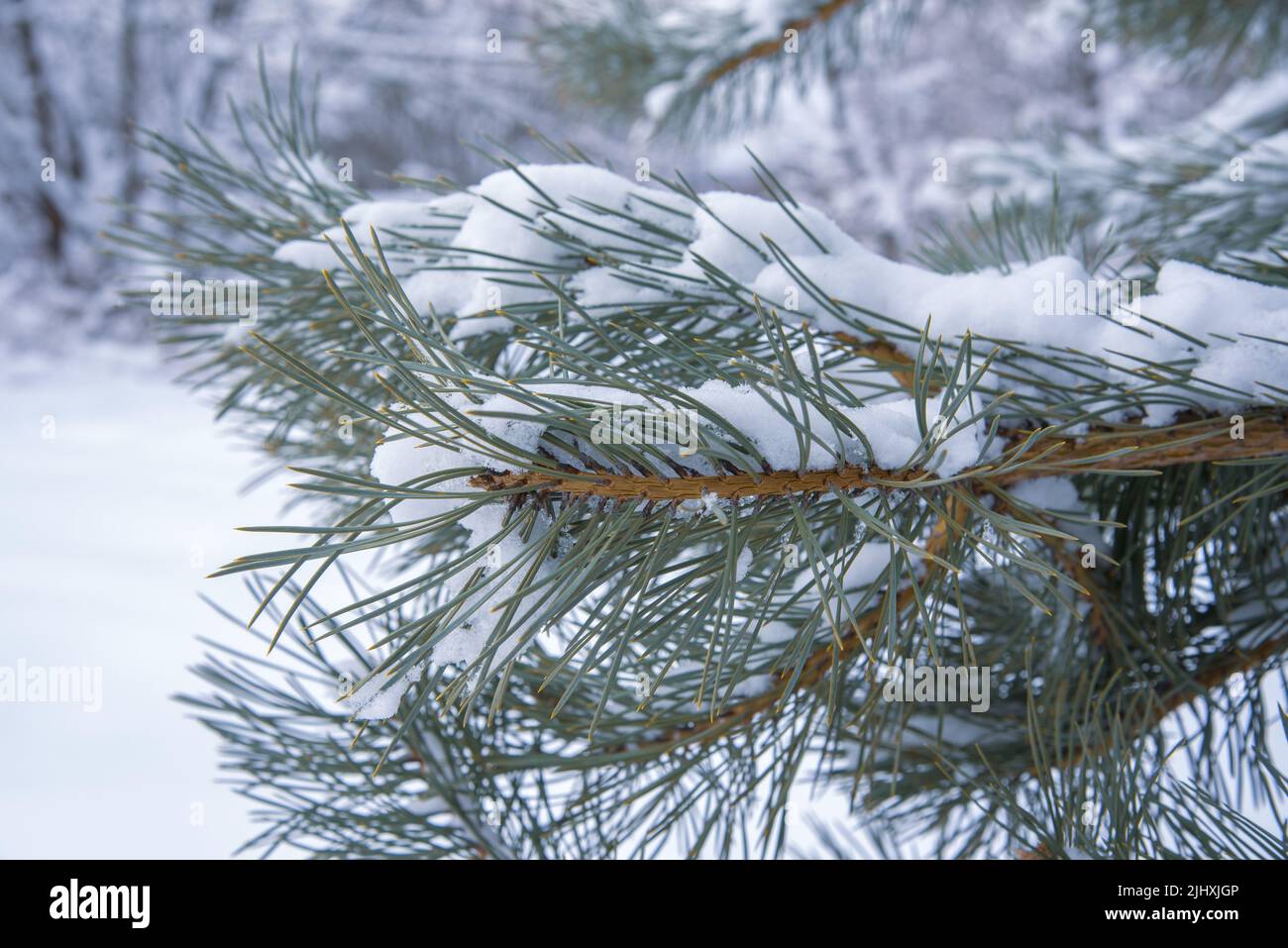 Ramas de pino esponjosas cubiertas de nieve. Fondo natural. Enfoque selectivo. Foto de stock