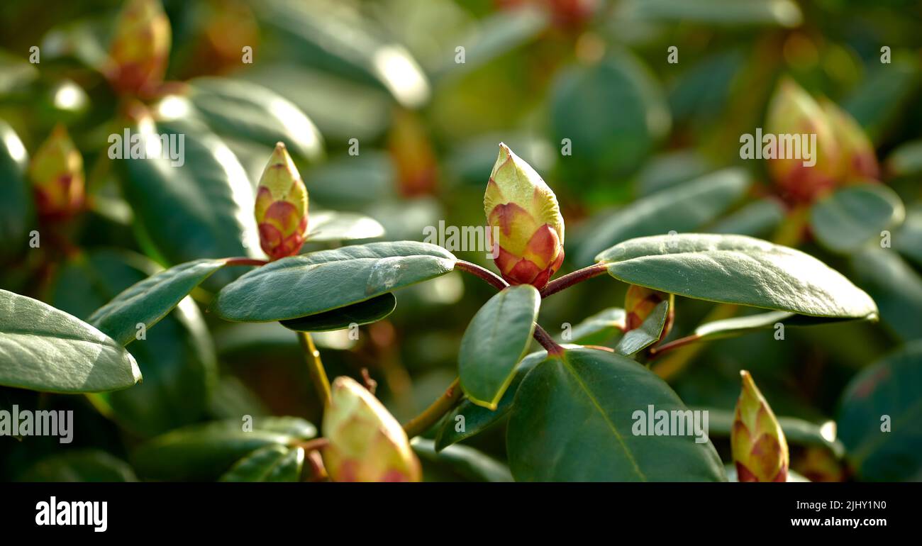 Primer plano de las hojas y los capullos cerrados de flores de catawba rosebay en un jardín o bosque en la naturaleza en un día de primavera o otoño. Árboles y plantas comúnmente conocidos como Foto de stock
